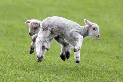 www lambs